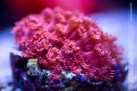 Flower Pot Coral - Red ORA Thumbnail