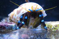 Blue Legged Hermit Crab Thumbnail