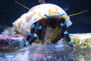 Blue Legged Hermit Crab Thumbnail