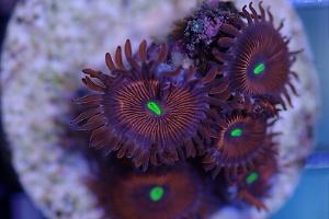 Red People Eater Zoanthid Thumbnail