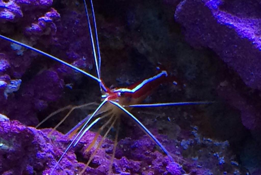 Red Line Cleaner Shrimp