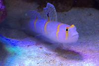 Orange Stripe Prawn Goby Thumbnail