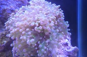 Frogspawn Thumbnail