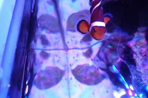 Ocellaris Clownfish Thumbnail