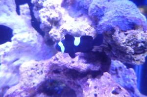 Ocellaris Clownfish Black Misbar Thumbnail