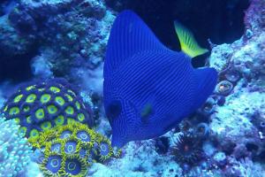 Purple Tang Thumbnail