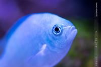 Blue/Green Reef Chromis