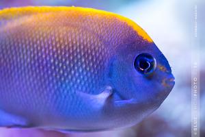 Spotbreast Angelfish