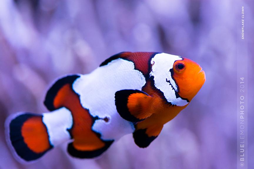 Snowflake Clownfish / Amphiprion ocellaris var Snowflake 457