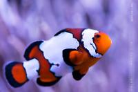 Snowflake Clownfish Thumbnail