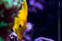 Yellow Tang Thumbnail