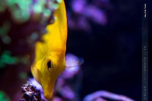 Yellow Tang