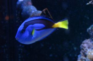 Yellow Belly Regal Blue Tang Thumbnail