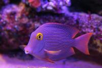 Kole Yellow Eye Tang Thumbnail