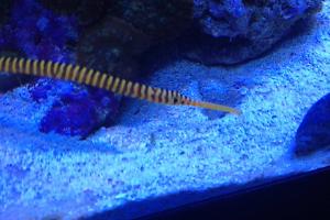 Yellowbanded Pipefish Thumbnail