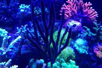 Purple Ribbon Gorgonian Thumbnail