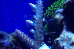 100 Gallon Reef Thumbnail