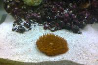 Plate Coral, Orange - Short Tentacle