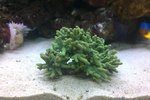 Leather Coral Thumbnail