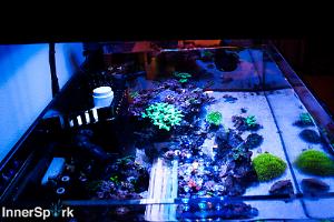 Spark's Rimless Reef Thumbnail