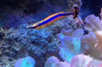 Bluestripe Pipefish Thumbnail