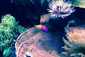 Bicolor Dottyback Thumbnail