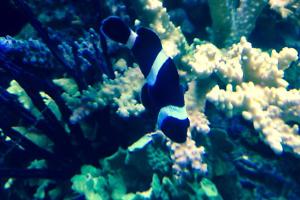 Black and White Ocellaris Clownfish Thumbnail