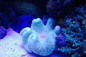 Haddon's Carpet Anemone Thumbnail