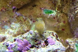 Bluespotted Watchman Goby Thumbnail