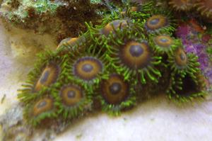 Eagle Eye (Zoanthid) Thumbnail