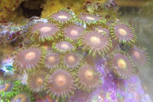 Zoanthid Thumbnail