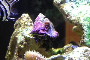 Blue Legged Hermit Crab Thumbnail