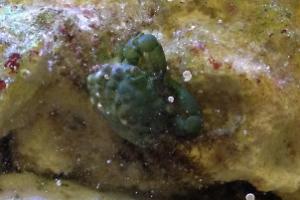 Emerald Crab Thumbnail