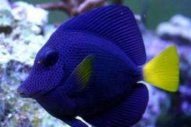 Purple Tang Thumbnail