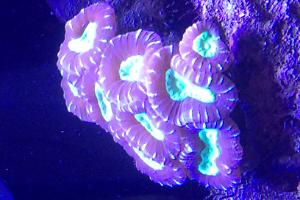 Candy Cane Coral Thumbnail