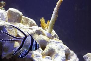 Banggai cardinalfish Thumbnail