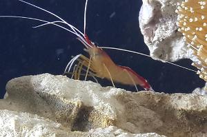 Scarlet Skunk Cleaner Shrimp Thumbnail