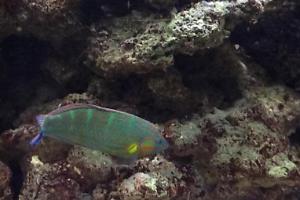 Melanurus Wrasse Thumbnail