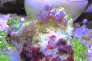 Blue Sympodium Polyp Thumbnail