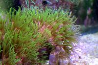 Green Star Polyp Thumbnail