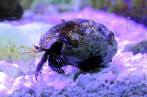 Mexican Red Leg Hermit Crab Thumbnail