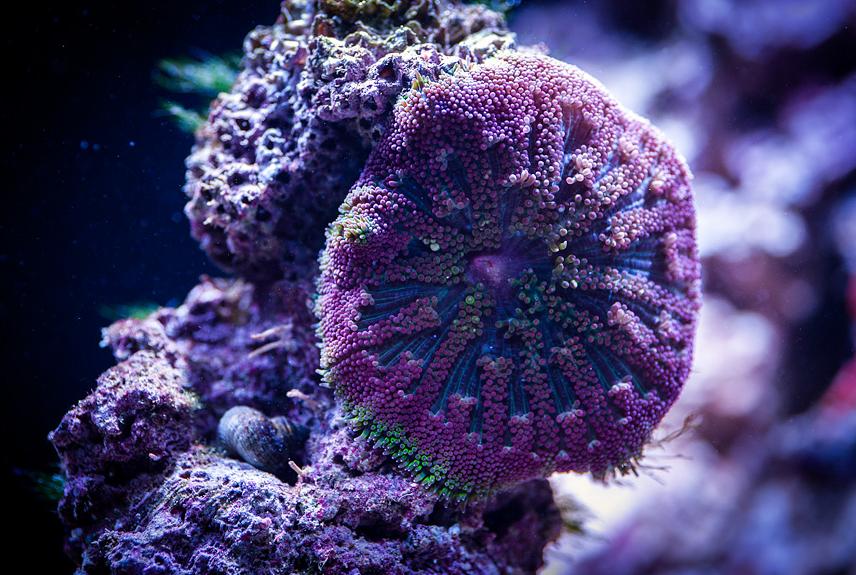 Mini Maxi Carpet Anemone