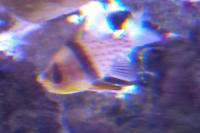 Spotted Cardinalfish Thumbnail