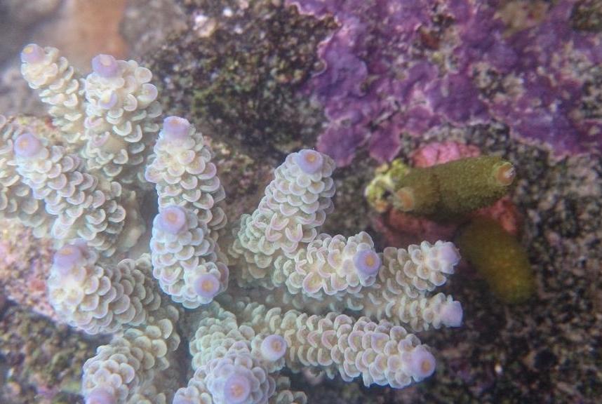 Acropora Tenuis