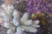 Acropora Tenuis Thumbnail