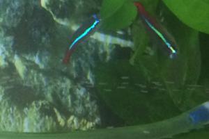 Neon Tetra Thumbnail