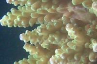 Acropora Batunai Thumbnail