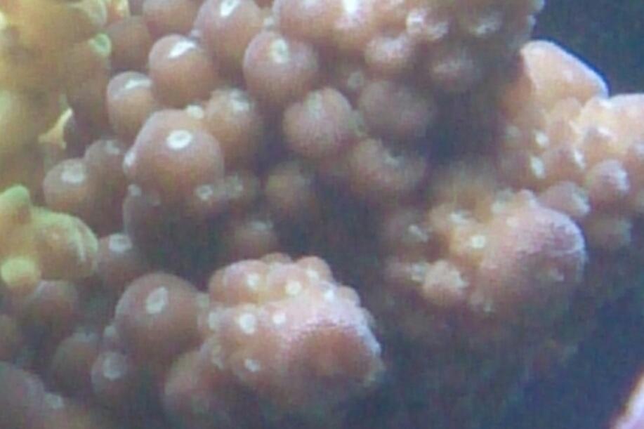 Gemmifera Acropora Coral / Acropora gemmifera 6