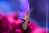 Mystery Wrasse