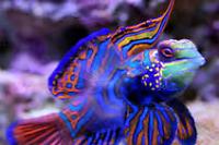 Mandarin Goby Thumbnail